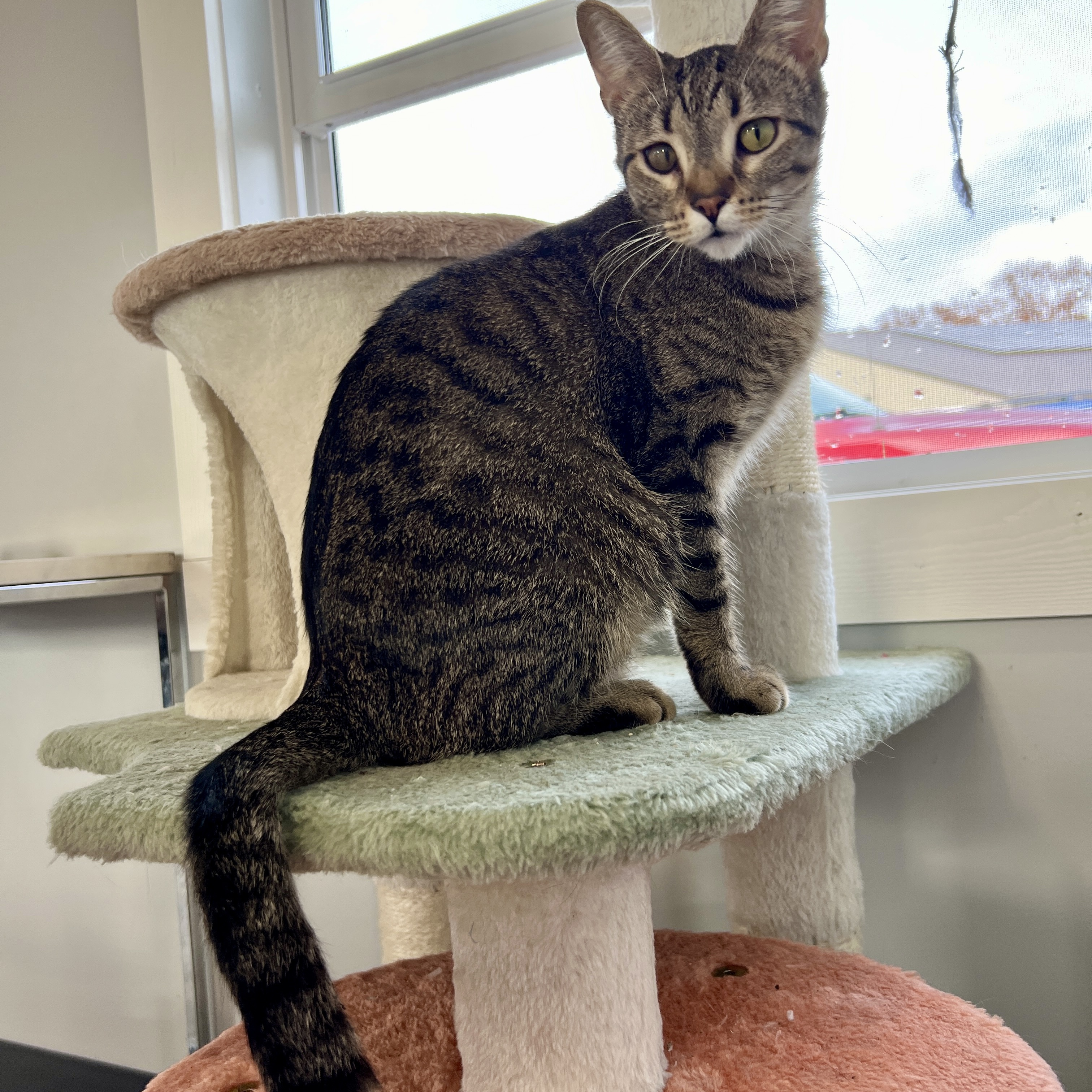 Daphne, an adoptable Tabby in Beaufort, MO, 63013 | Photo Image 5