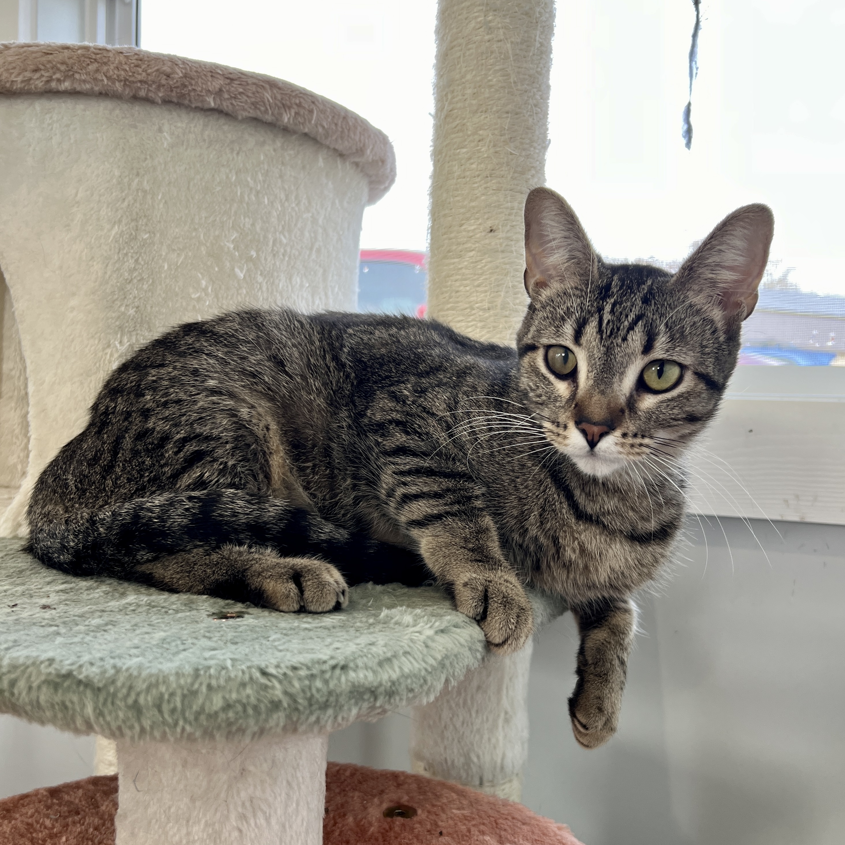 Daphne, an adoptable Tabby in Beaufort, MO, 63013 | Photo Image 2