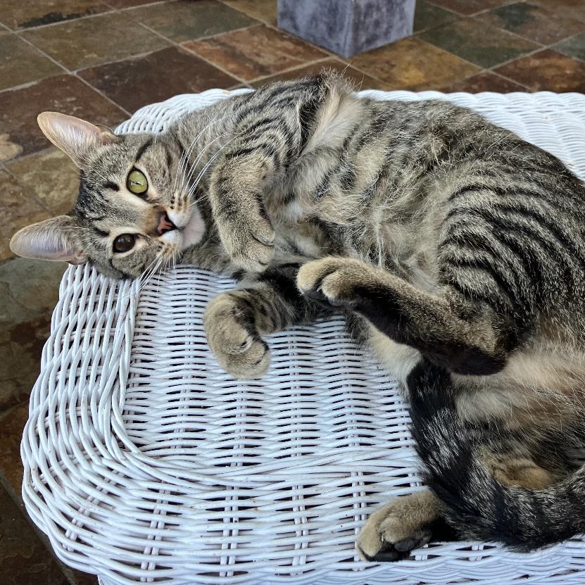 Daphne, an adoptable Tabby in Beaufort, MO, 63013 | Photo Image 1