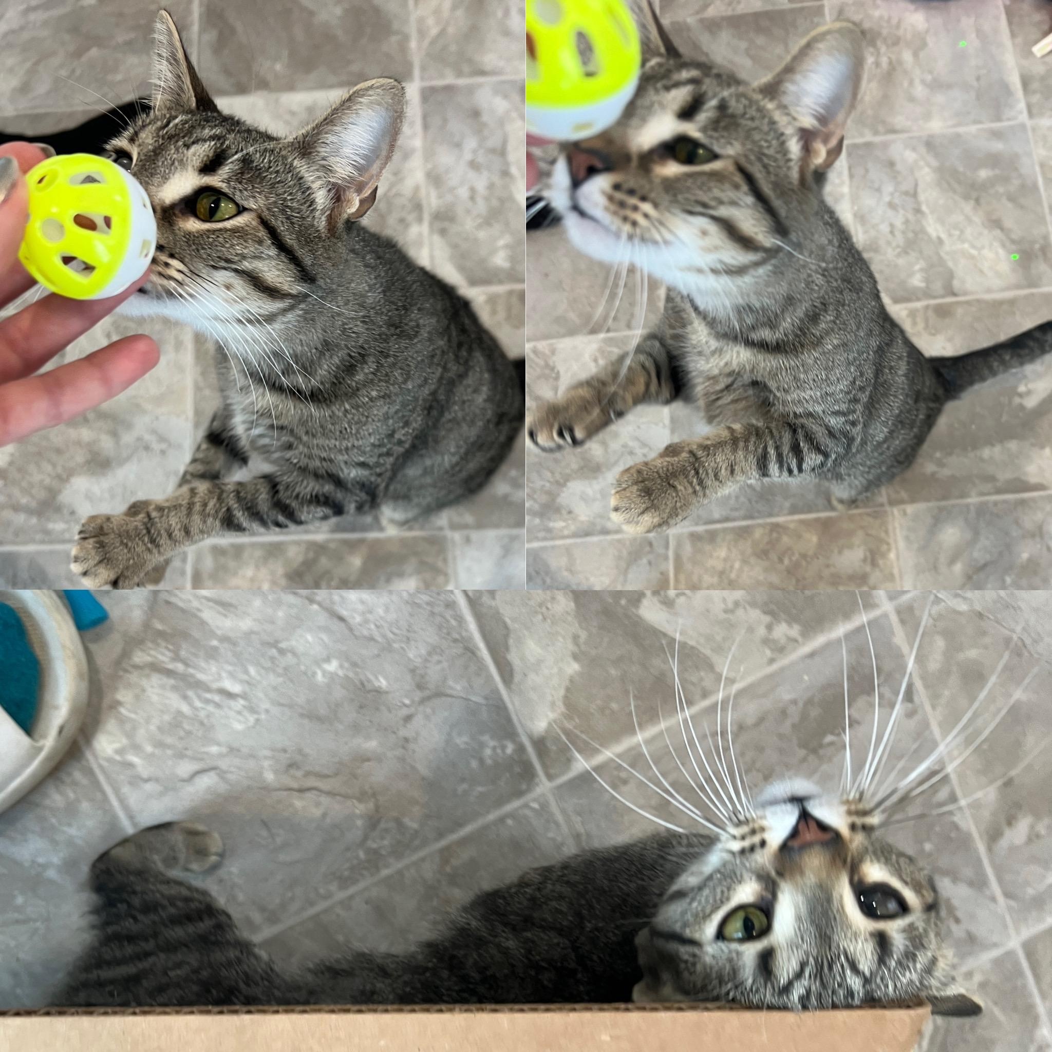 Daphne, an adoptable Tabby in Beaufort, MO, 63013 | Photo Image 3