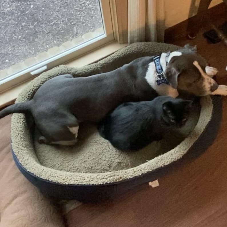 Blue, a Adoptable mixed breed in Akron, OH image 2/6