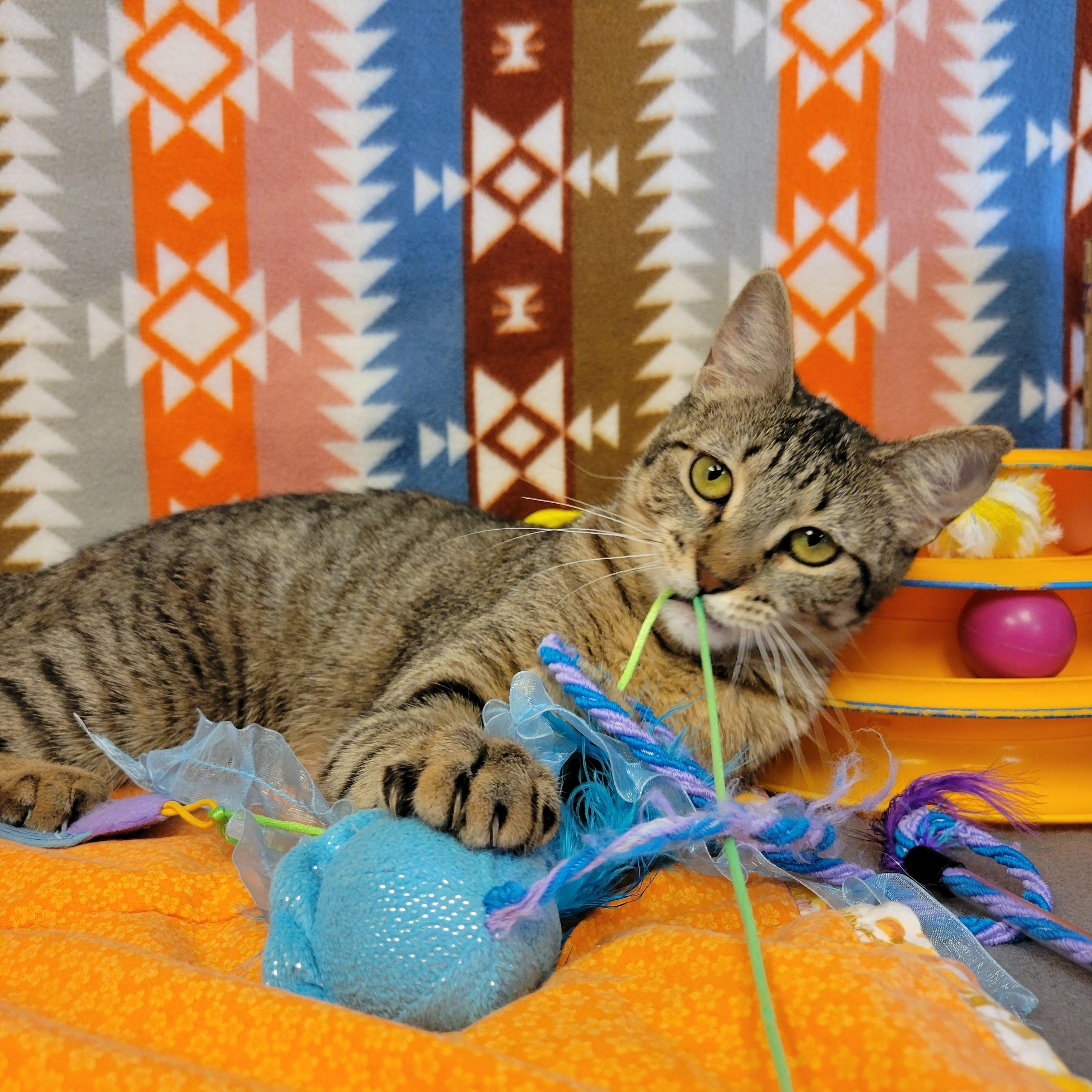 Enlarge Bobbi, a ADOPTABLE mixed breed in ALPINE, TX image 3/6