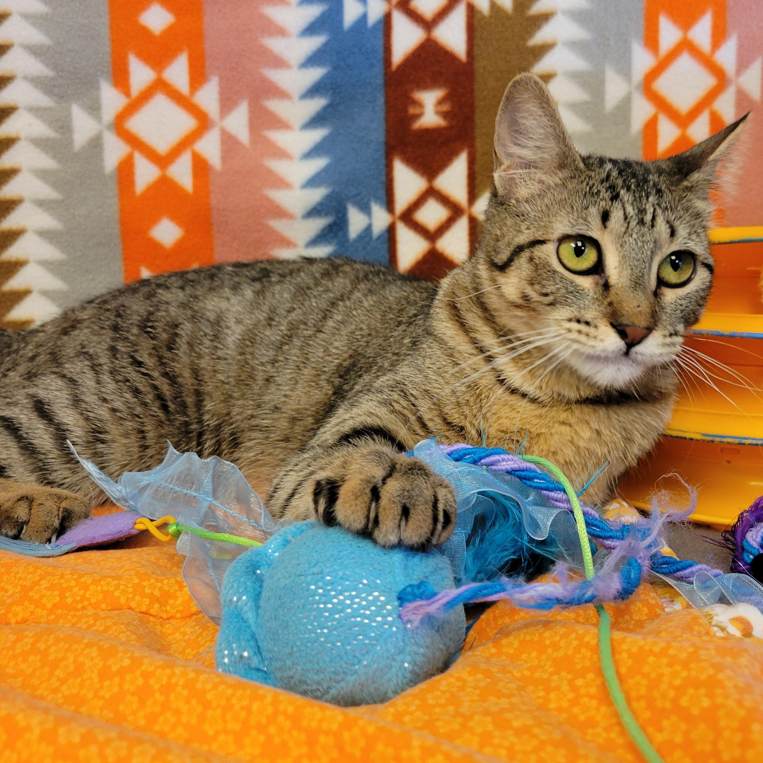 Enlarge Bobbi, a ADOPTABLE mixed breed in ALPINE, TX image 2/6