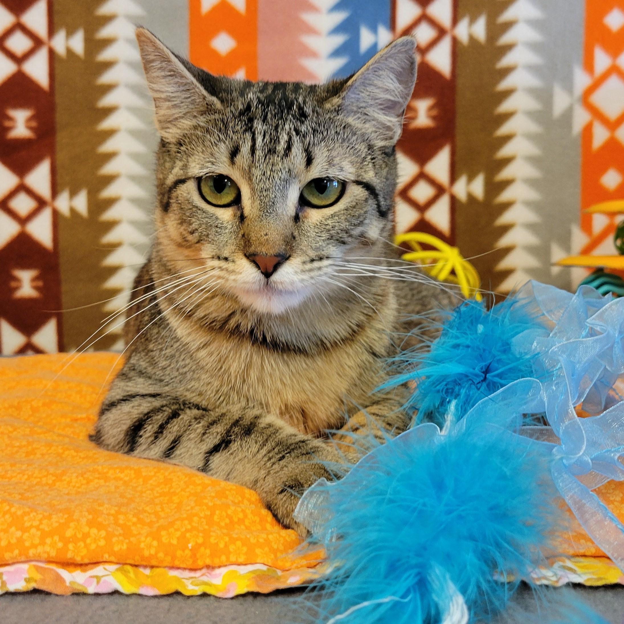 Enlarge Bobbi, a ADOPTABLE mixed breed in ALPINE, TX image 4/6