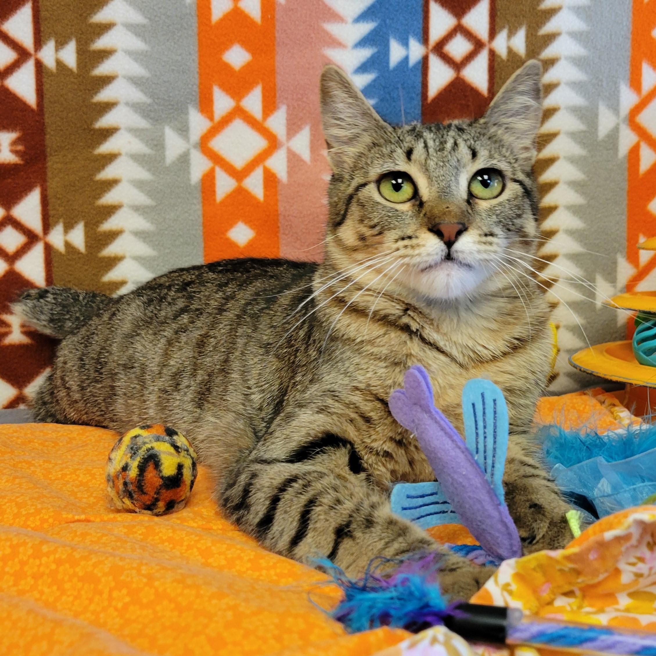 Bobbi, ADOPTABLE, Young Female Domestic Short Hair.