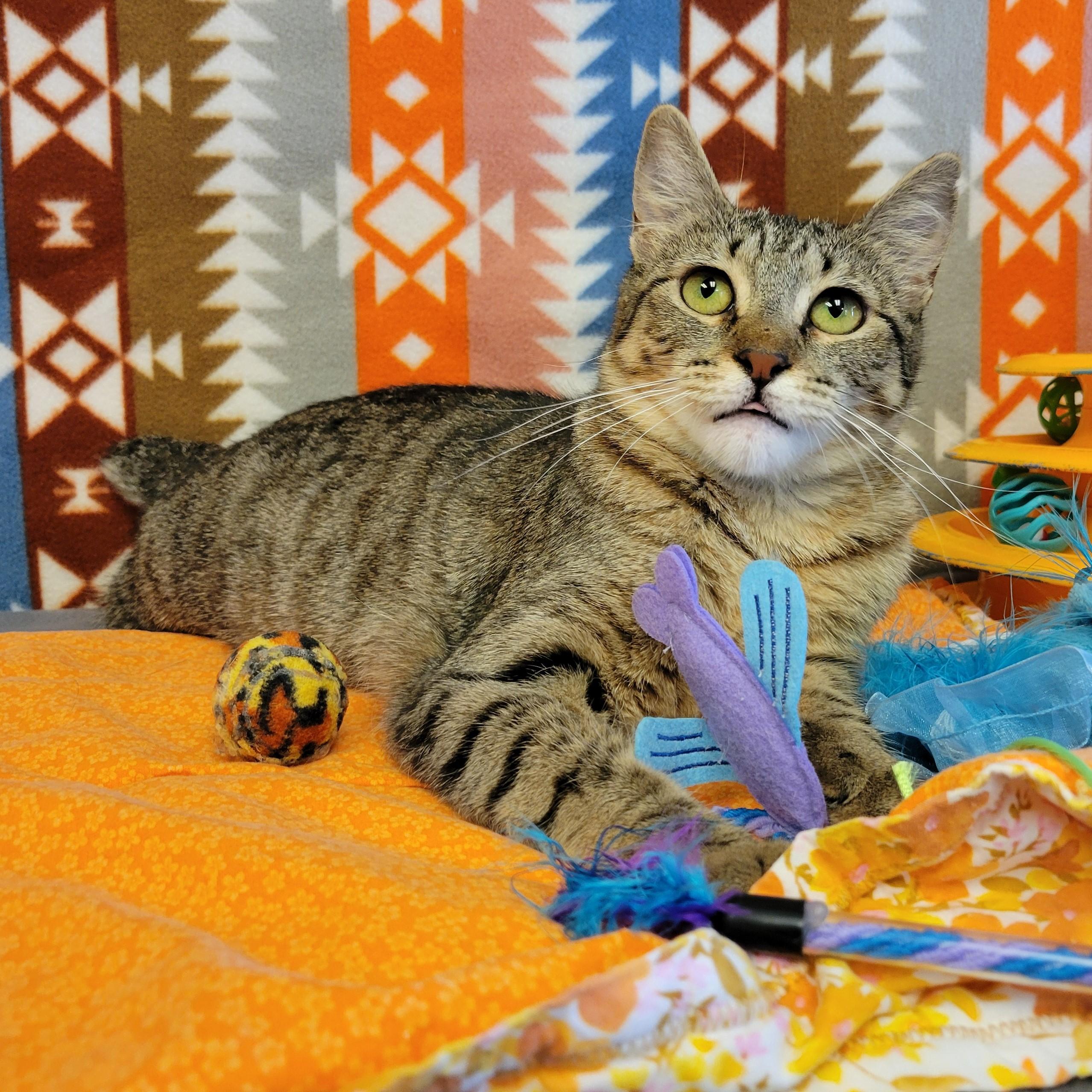 Enlarge Bobbi, a ADOPTABLE mixed breed in ALPINE, TX image 5/6