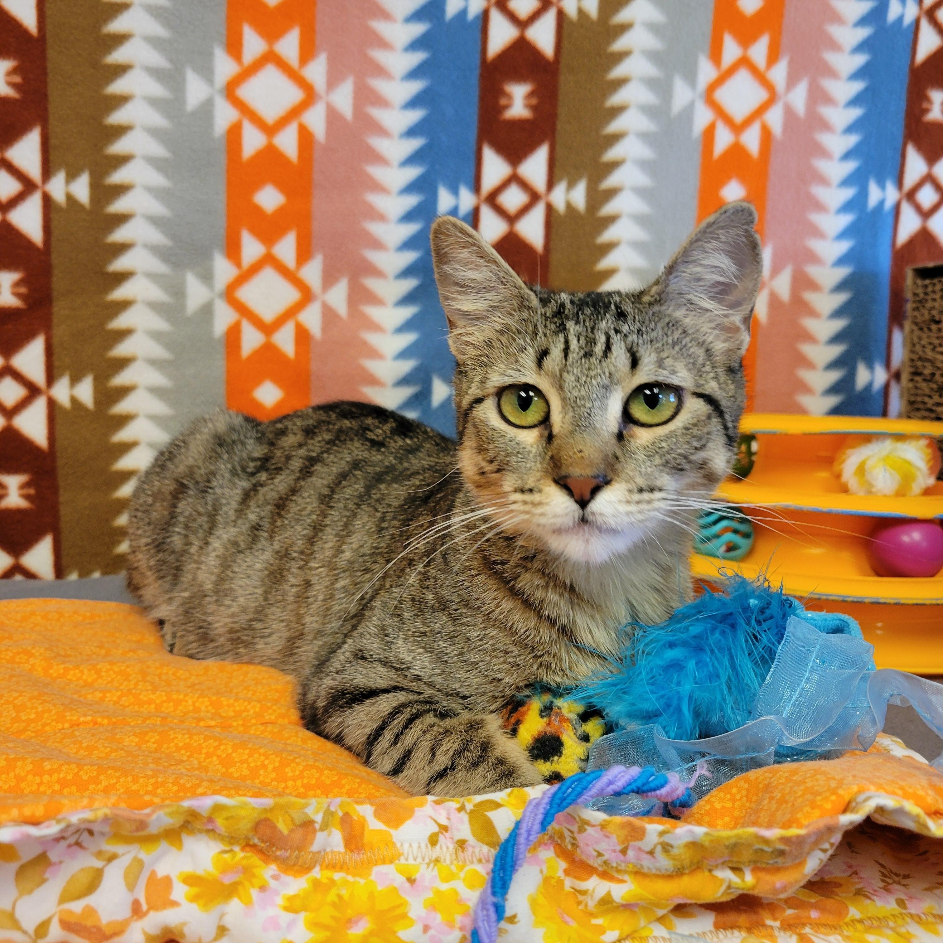 Enlarge Bobbi, a ADOPTABLE mixed breed in ALPINE, TX image 6/6
