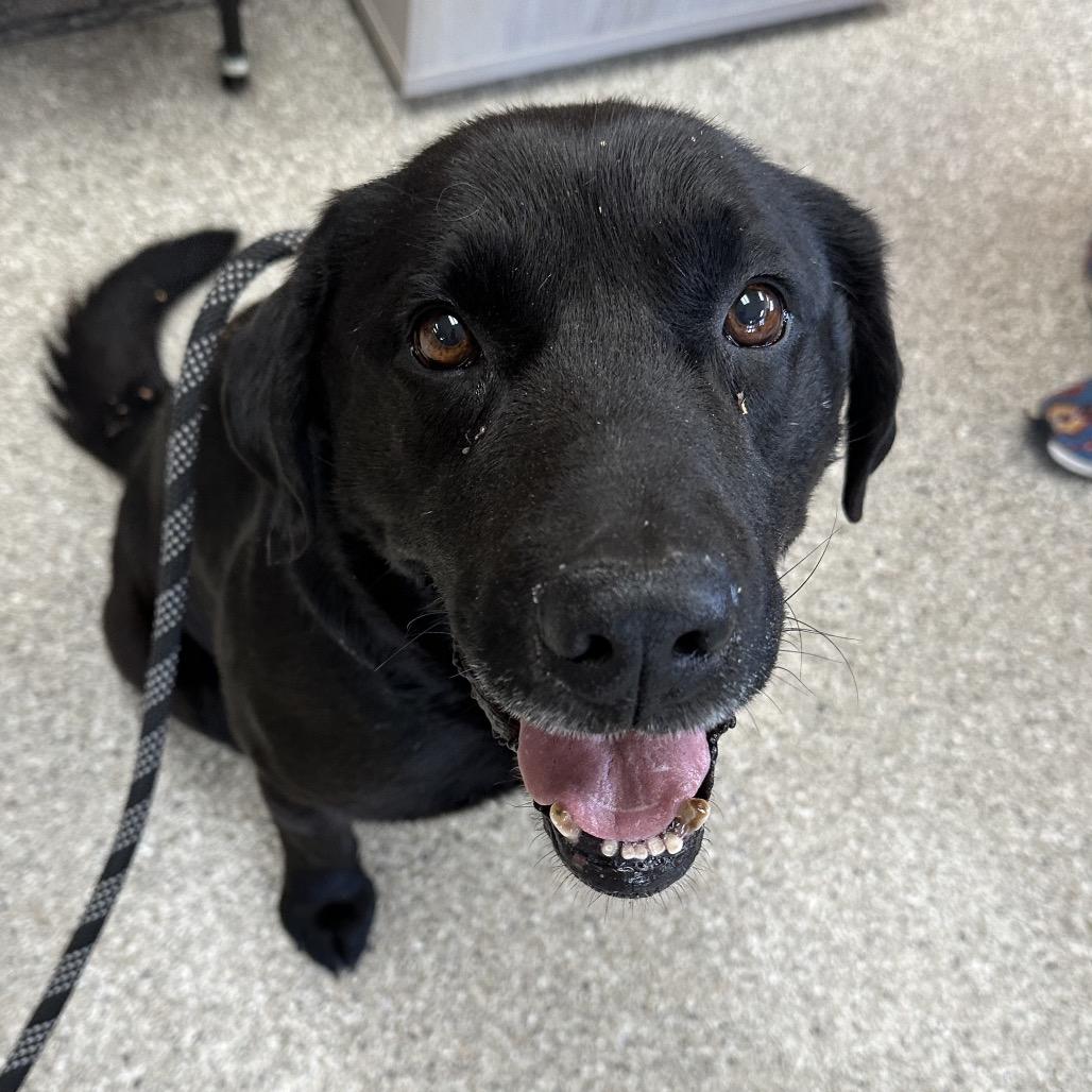 Bobinski, Adoptable, Adult Male Black Labrador Retriever.