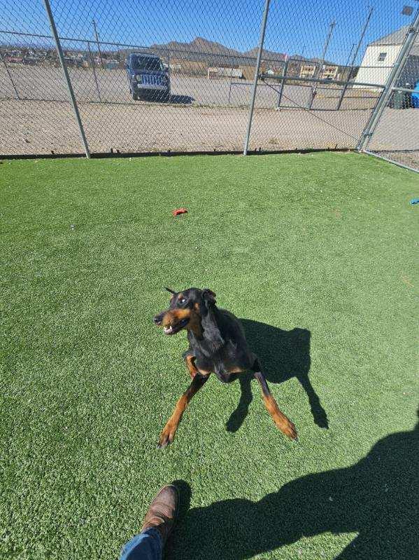 Purdy, an adopted Doberman Pinscher in Truth or Consequences , NM image 5/6