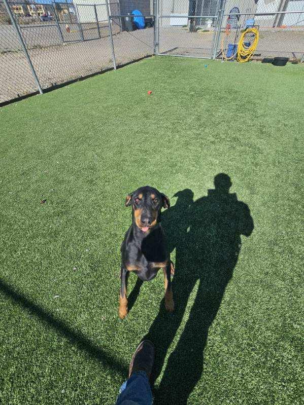 Purdy, an adopted Doberman Pinscher in Truth or Consequences , NM image 2/6