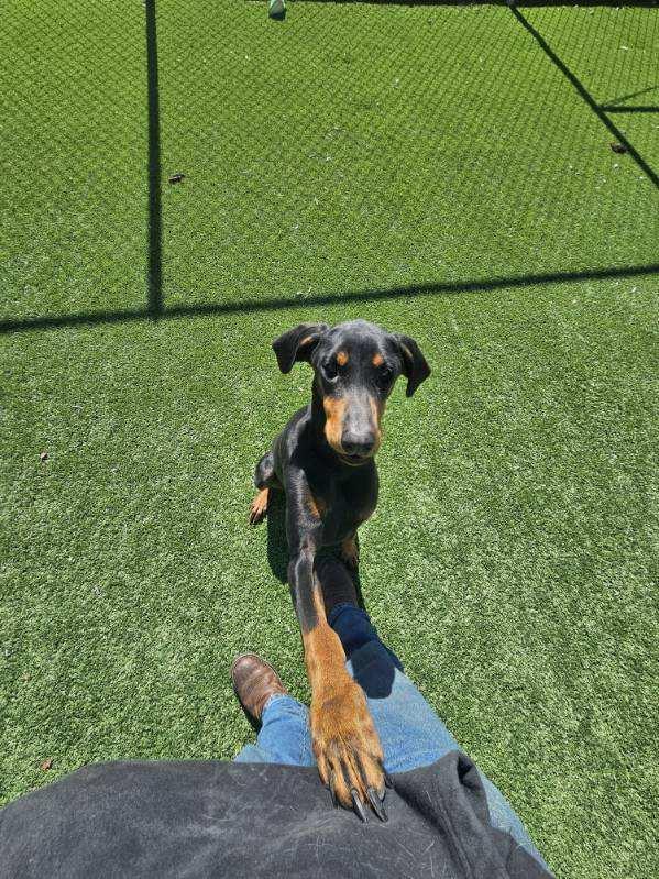 Purdy, an adopted Doberman Pinscher in Truth or Consequences , NM image 6/6