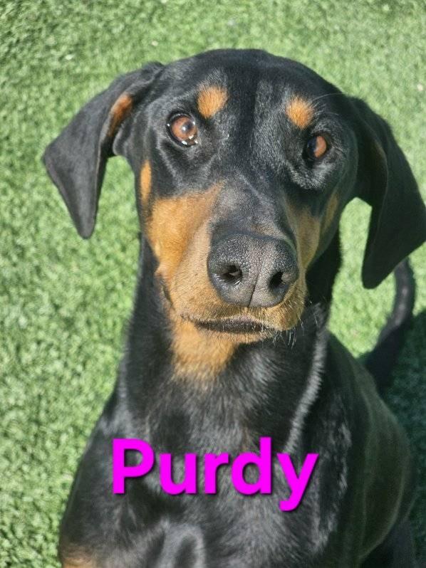 Purdy, an adopted Doberman Pinscher in Truth or Consequences , NM image 4/6