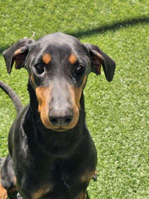 Purdy, an adopted Doberman Pinscher in Truth or Consequences , NM image 3/6