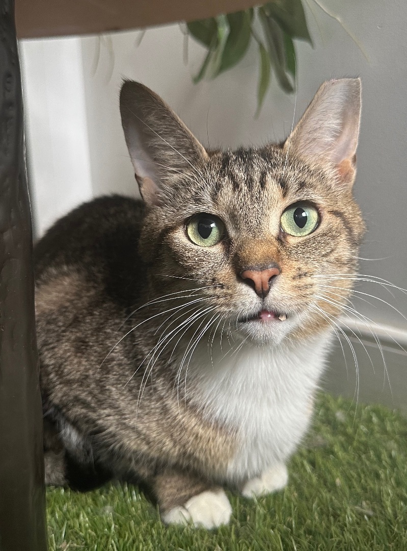 Gertie, a Adoptable Domestic Short Hair in Philadelphia, PA image 4/6