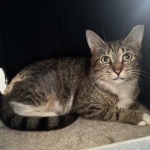 Gertie, a Adoptable Domestic Short Hair in Philadelphia, PA image 6/6