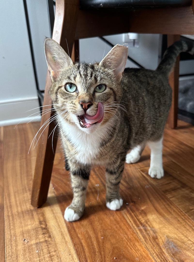 Gertie, a Adoptable Domestic Short Hair in Philadelphia, PA image 5/6