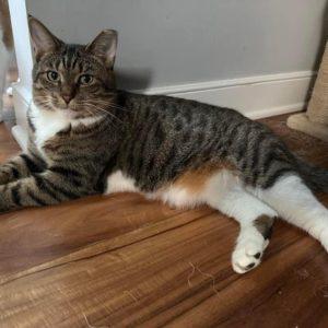 Gertie, a Adoptable Domestic Short Hair in Philadelphia, PA image 3/6