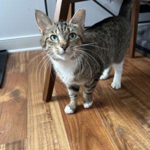 Gertie, a Adoptable Domestic Short Hair in Philadelphia, PA image 2/6