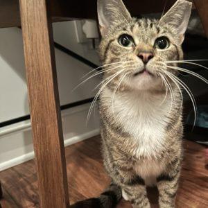 Gertie, Adoptable, Adult Female Domestic Short Hair.