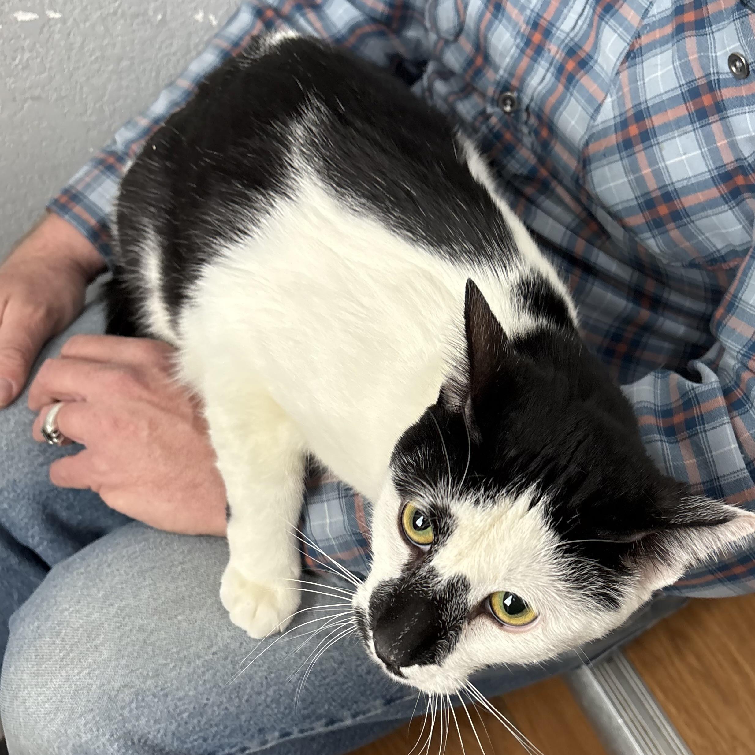 Enlarge Scooter and Jack, a ADOPTABLE Domestic Short Hair in Akron, OH image 4/4