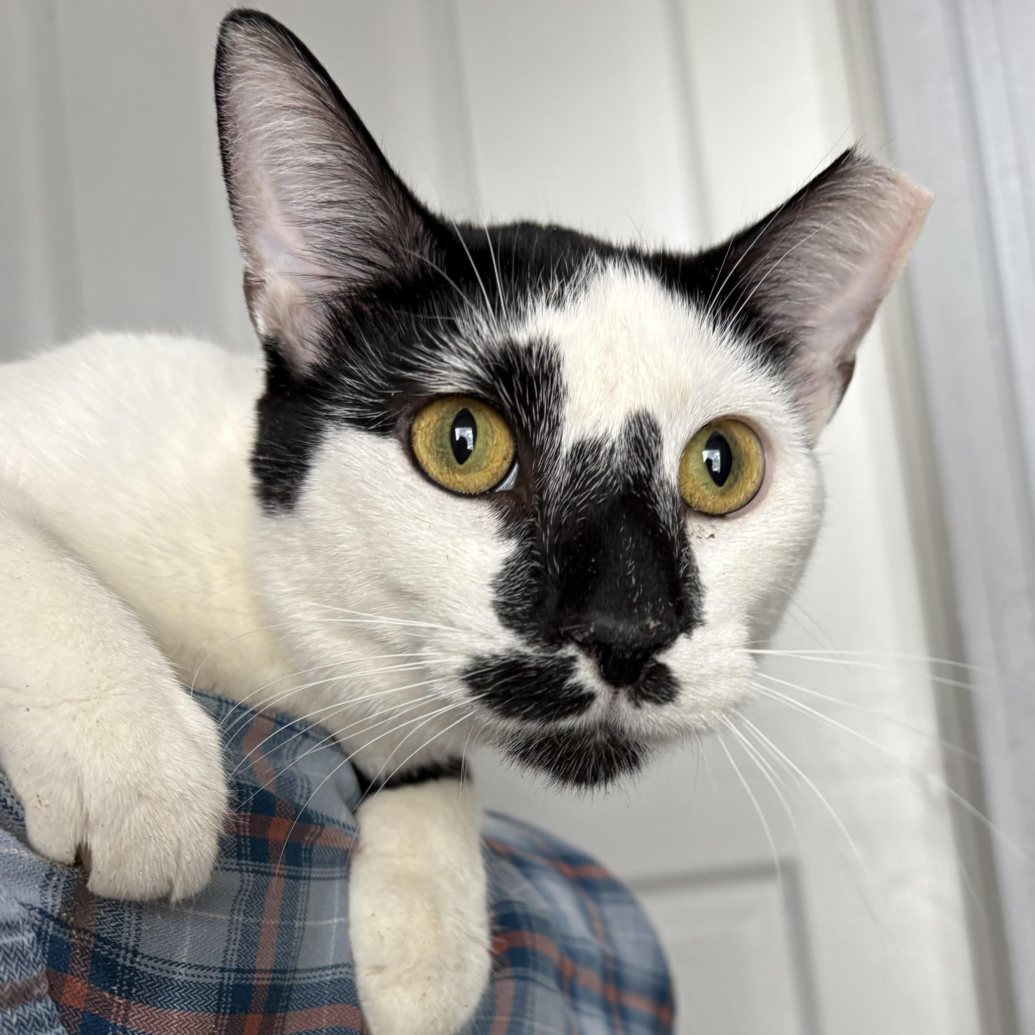 Enlarge Scooter and Jack, a ADOPTABLE Domestic Short Hair in Akron, OH image 2/4