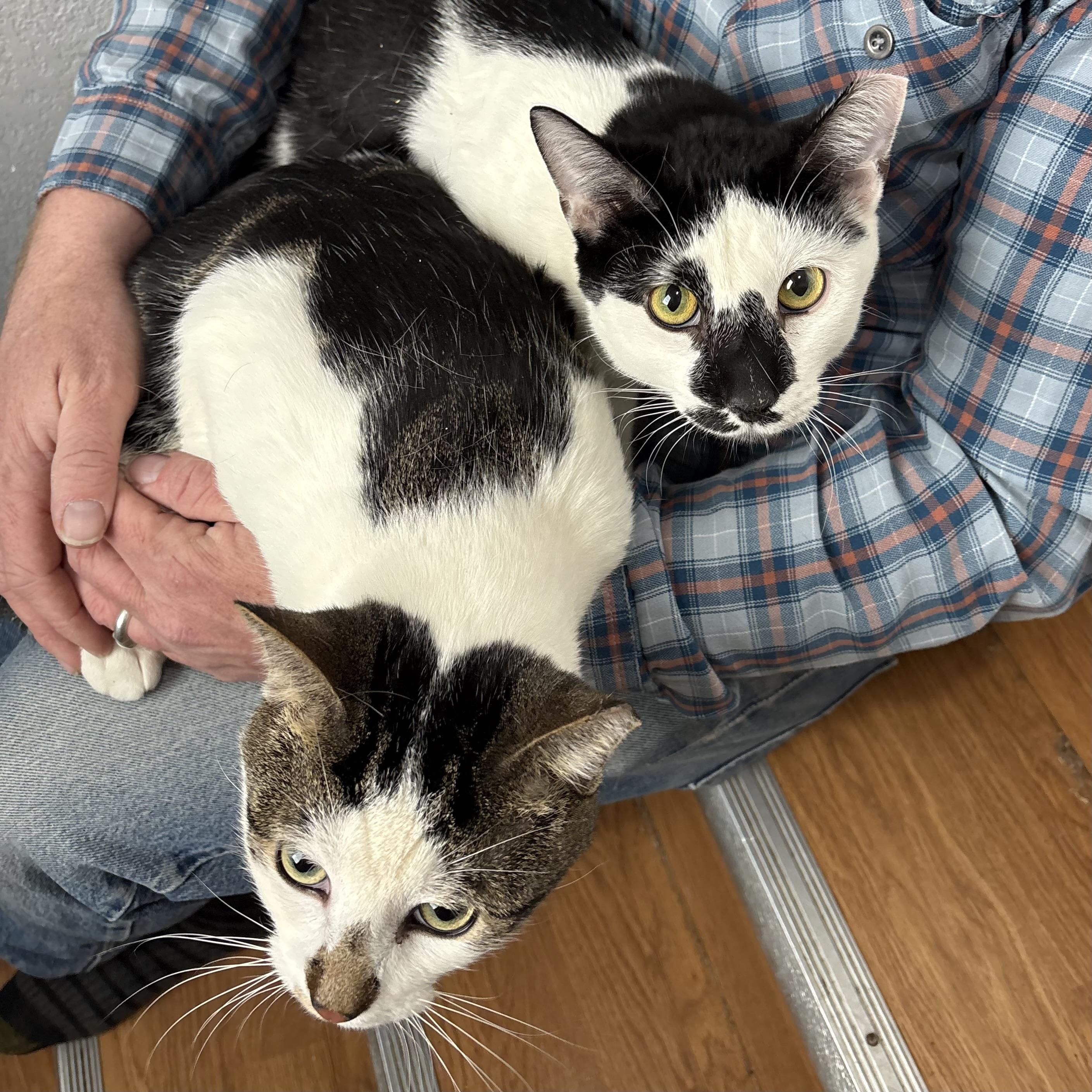 Scooter and Jack, ADOPTABLE, Young Male Domestic Short Hair.