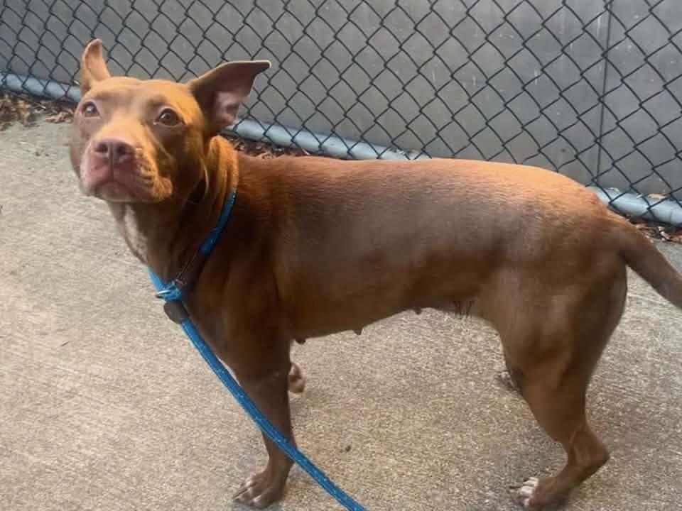 Enlarge Rina, a ADOPTABLE Pit Bull Terrier in Chicago, IL image 4/5