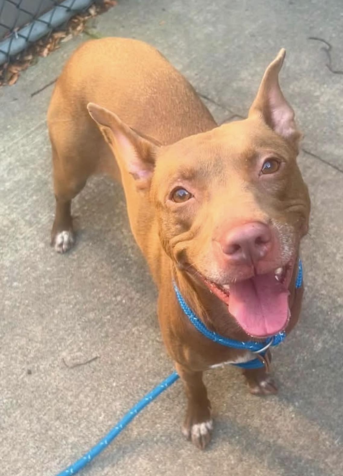 Enlarge Rina, a ADOPTABLE Pit Bull Terrier in Chicago, IL image 2/5