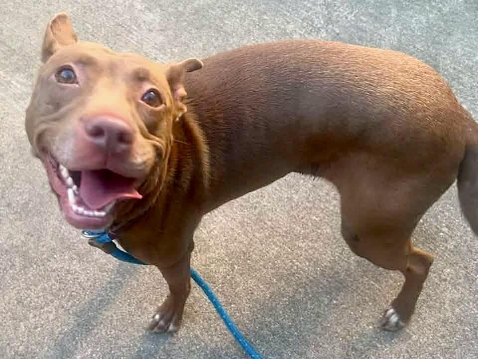 Enlarge Rina, a ADOPTABLE Pit Bull Terrier in Chicago, IL image 3/5