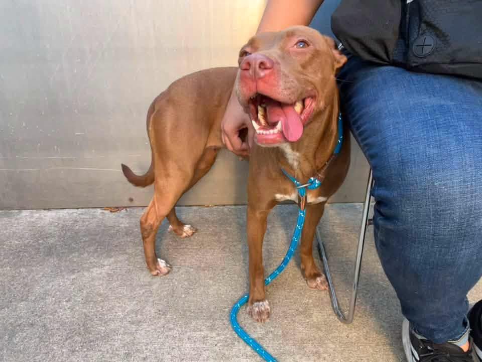 Rina, ADOPTABLE, Adult Female Pit Bull Terrier.