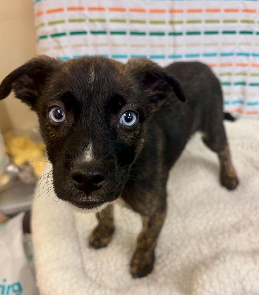 Char, Adoptable, Puppy Female Shepherd & Mixed Breed.