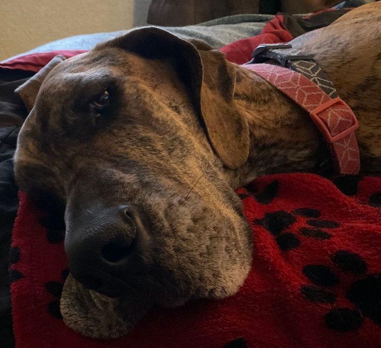 Enlarge KaiaKona, a ADOPTABLE Great Dane in Larkspur, CO image 2/3