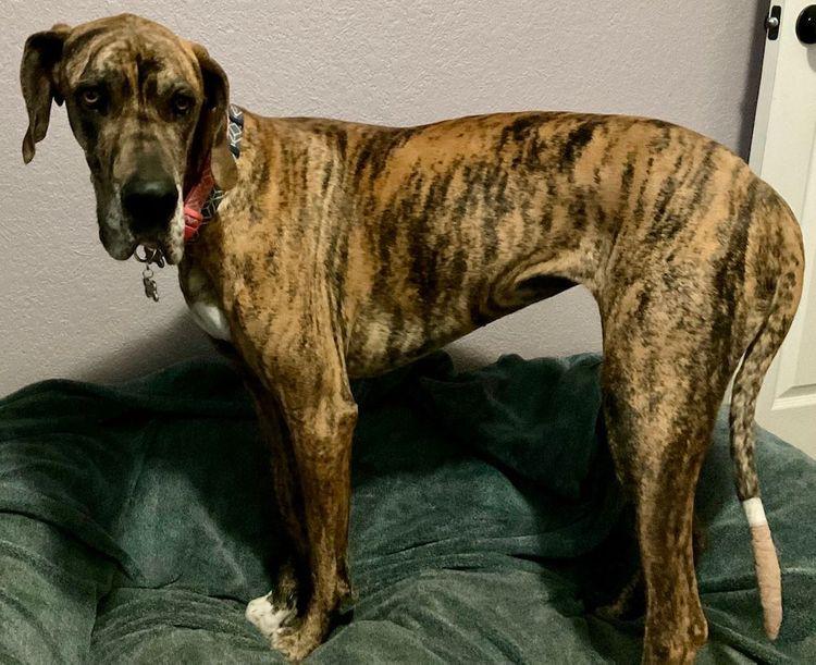Enlarge KaiaKona, a ADOPTABLE Great Dane in Larkspur, CO image 3/3