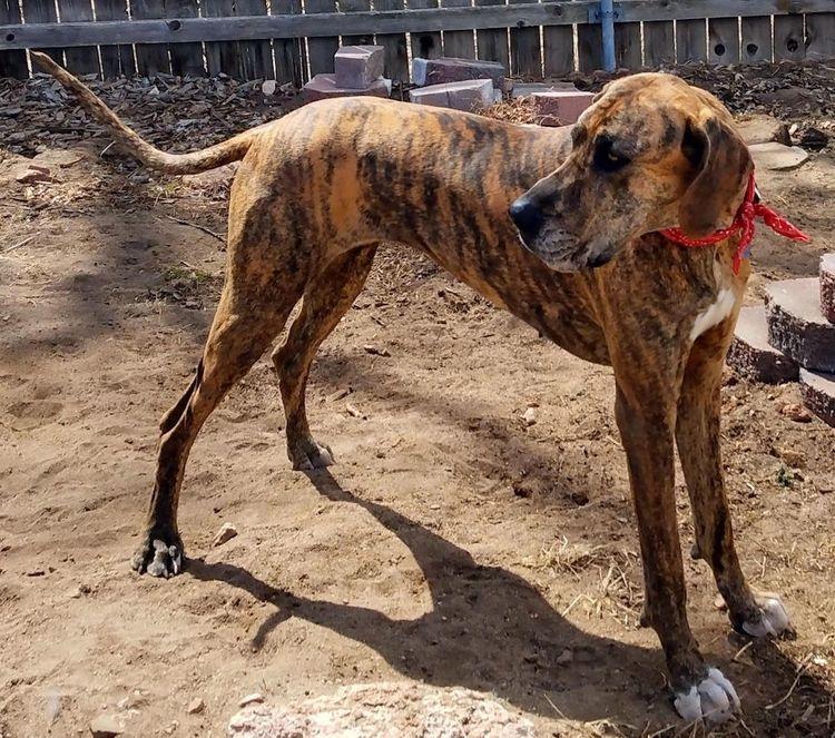Enlarge KaiaKona, a ADOPTABLE Great Dane in Larkspur, CO image 1/3
