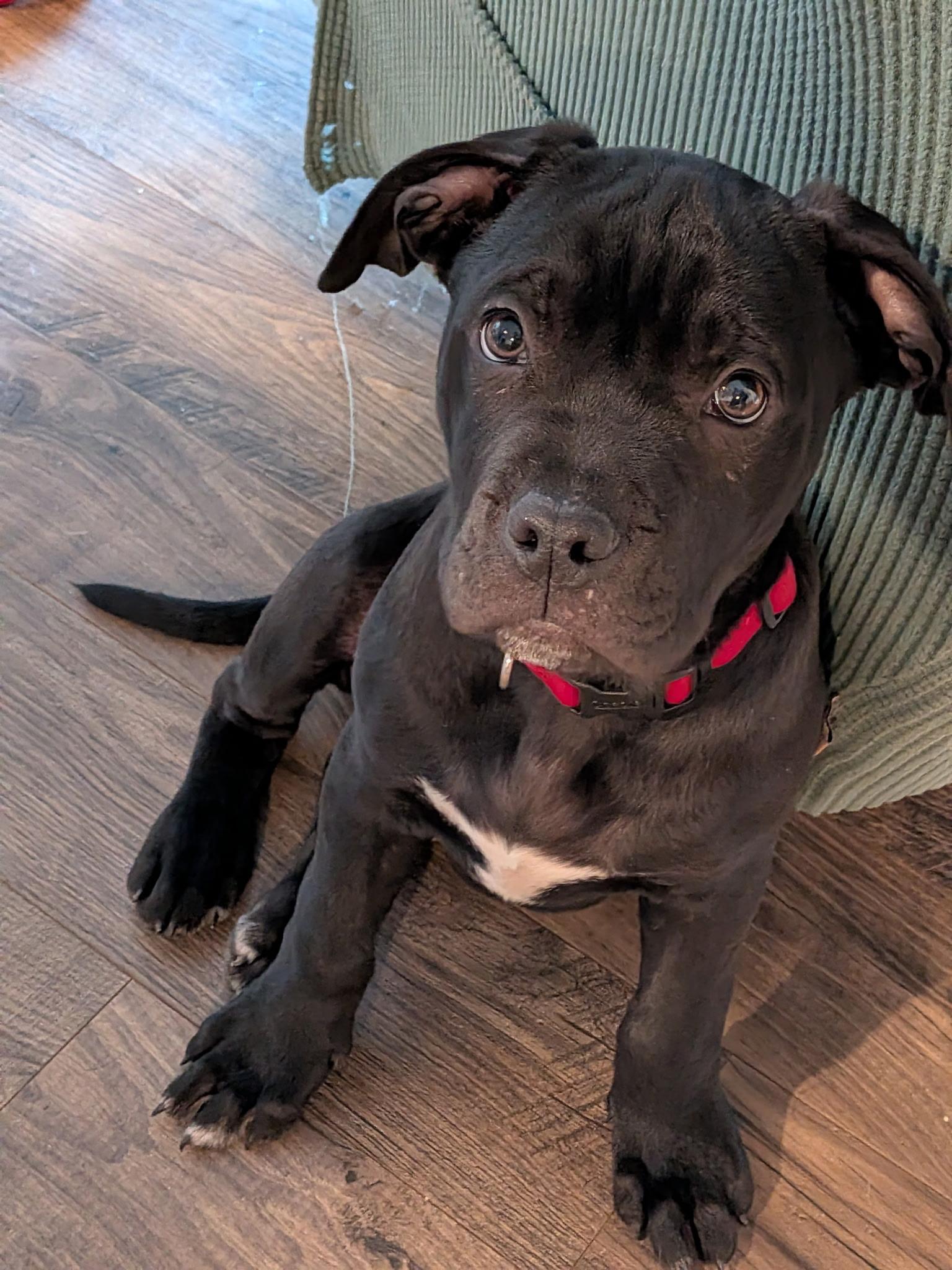 Porter, adopted, Puppy Male American Bully & American Staffordshire Terrier.