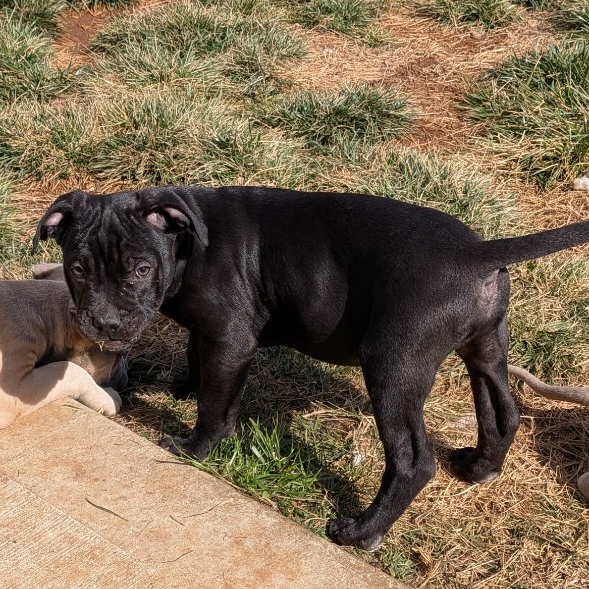 Enlarge Porter, an adopted mixed breed in Knoxville, TN image 4/4