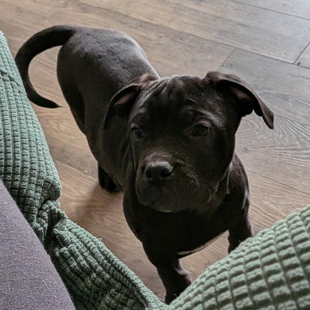 Enlarge Porter, an adopted mixed breed in Knoxville, TN image 3/4