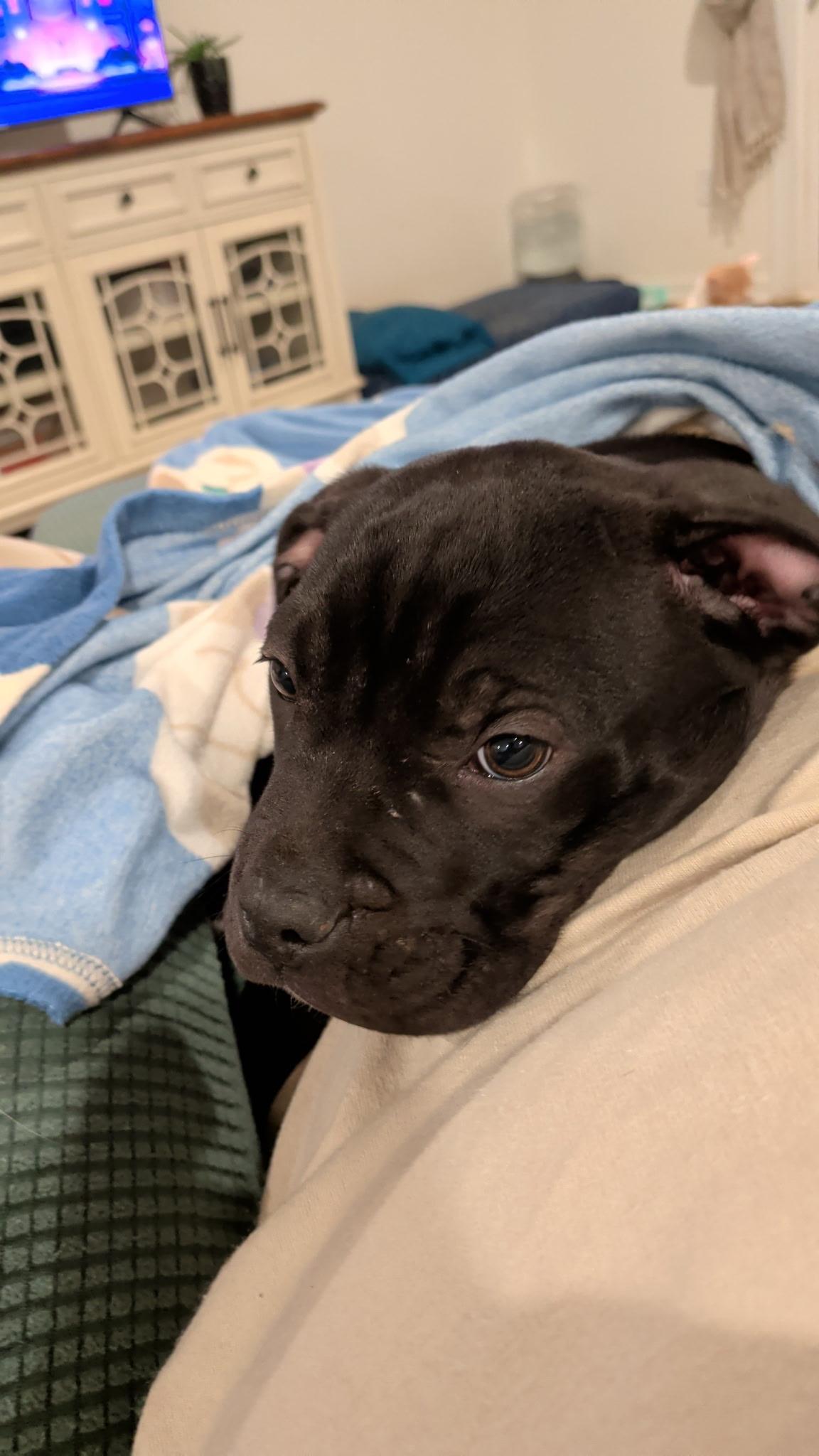 Enlarge Porter, an adopted mixed breed in Knoxville, TN image 2/4