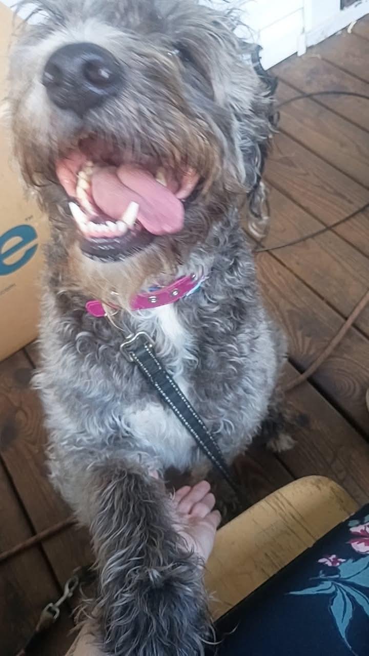 Enlarge Sadie, a Adoptable Labradoodle in Claridge, PA image 2/6