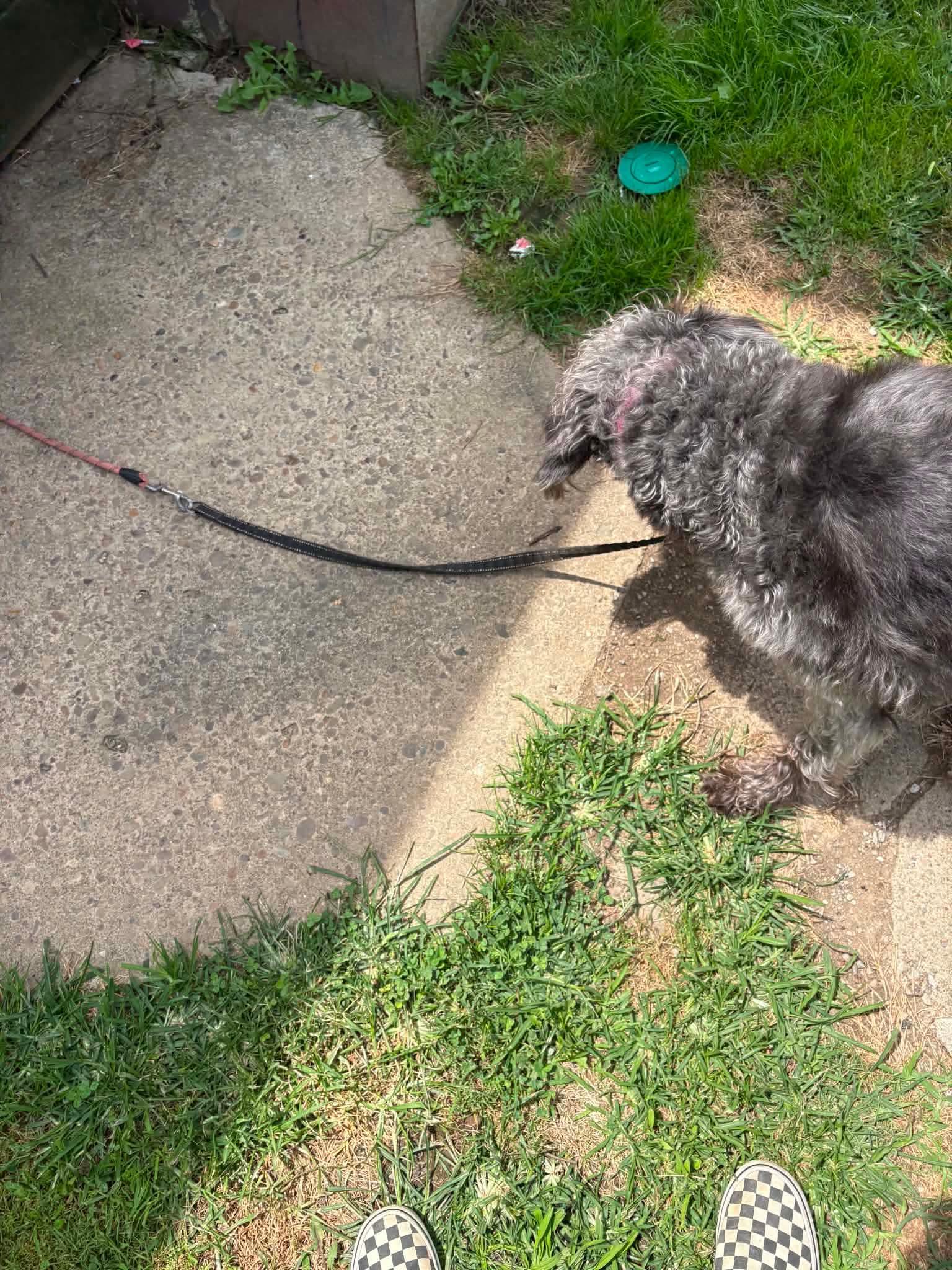 Enlarge Sadie, a Adoptable Labradoodle in Claridge, PA image 6/6