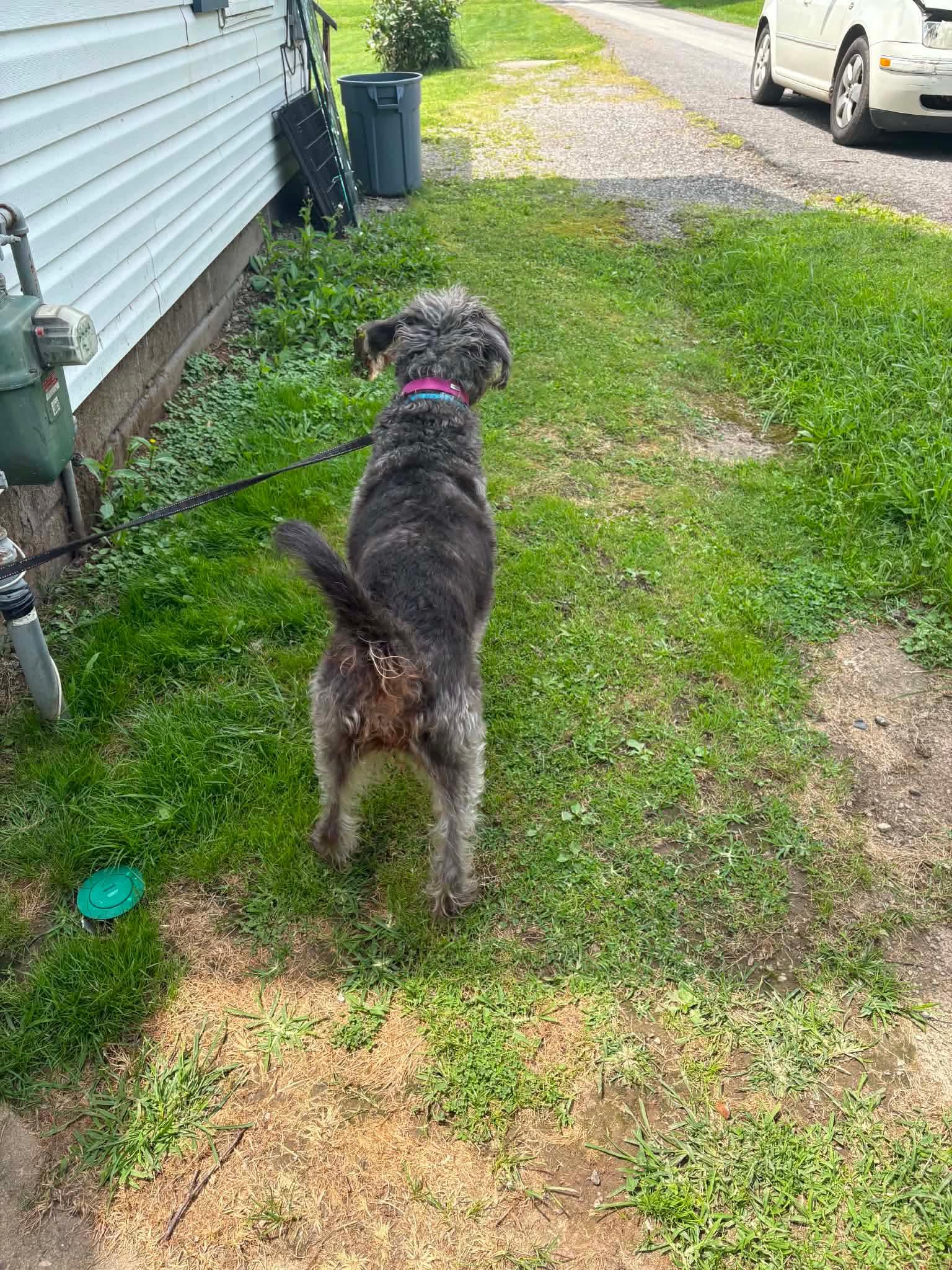 Enlarge Sadie, a Adoptable Labradoodle in Claridge, PA image 5/6