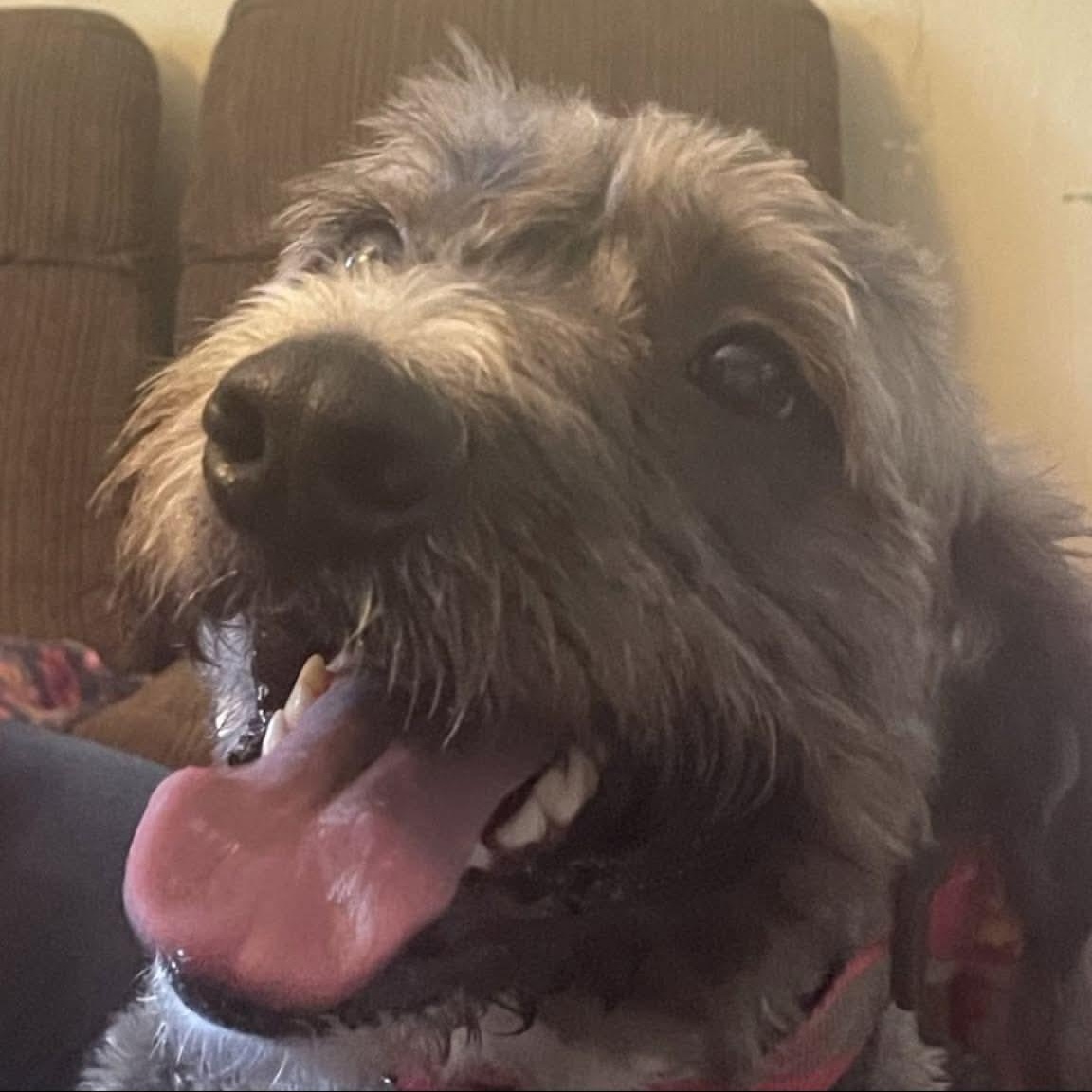 Sadie, Adoptable, Adult Female Labradoodle.