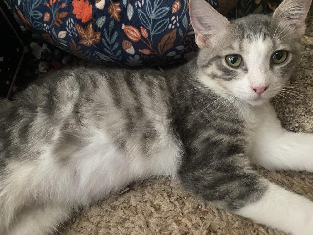 Enlarge Little Maus -April Fool Kitten - Knock Knock (C1), a Adoptable mixed breed in Clarksville, TN image 1/6