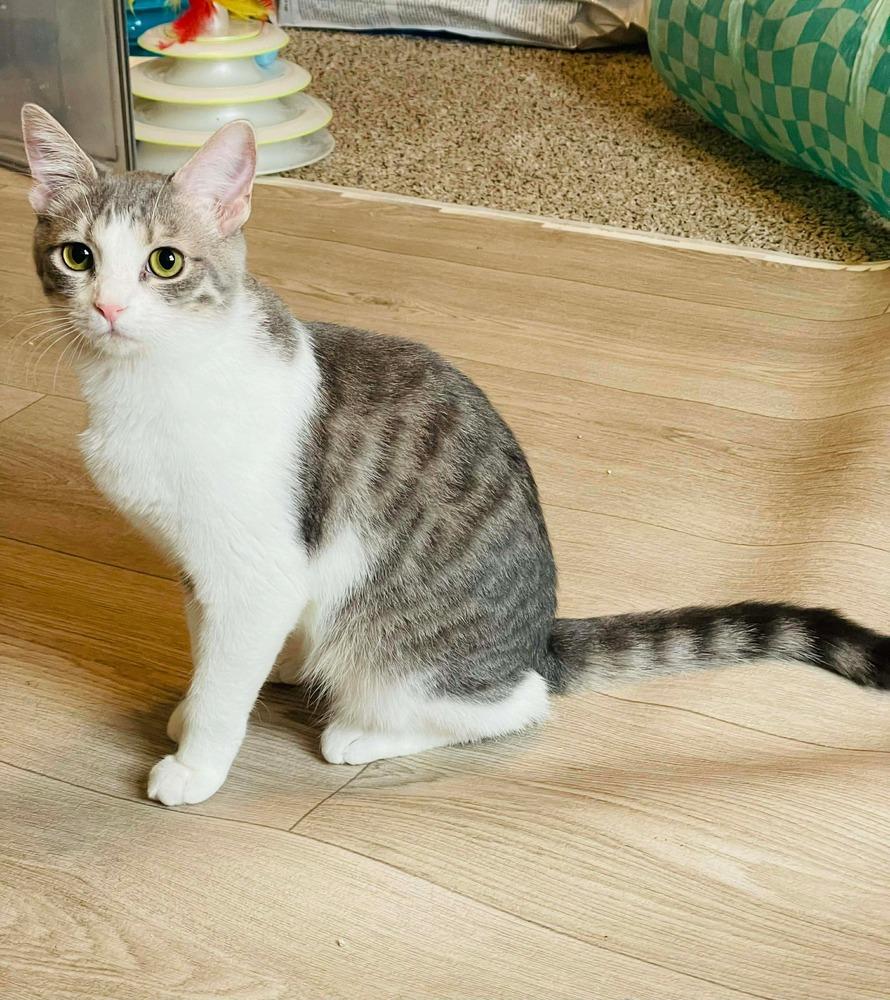 Enlarge Little Maus -April Fool Kitten - Knock Knock (C1), a Adoptable mixed breed in Clarksville, TN image 2/6