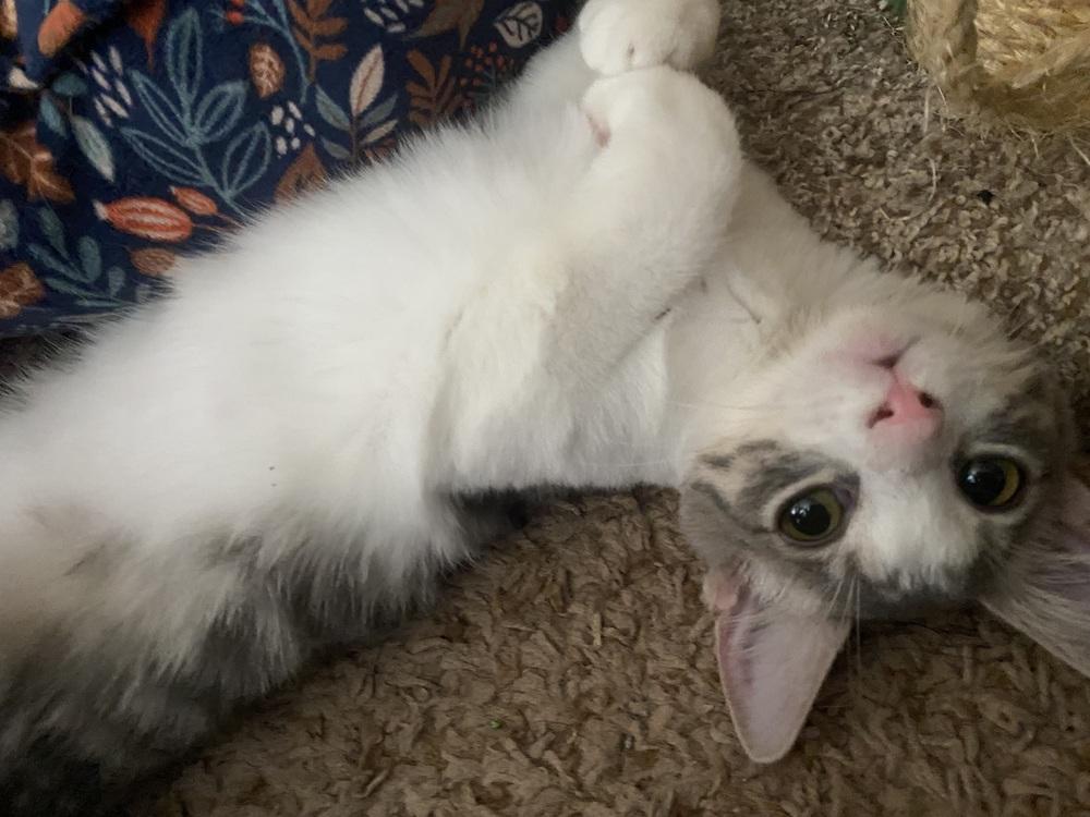 Enlarge Little Maus -April Fool Kitten - Knock Knock (C1), a Adoptable mixed breed in Clarksville, TN image 3/6