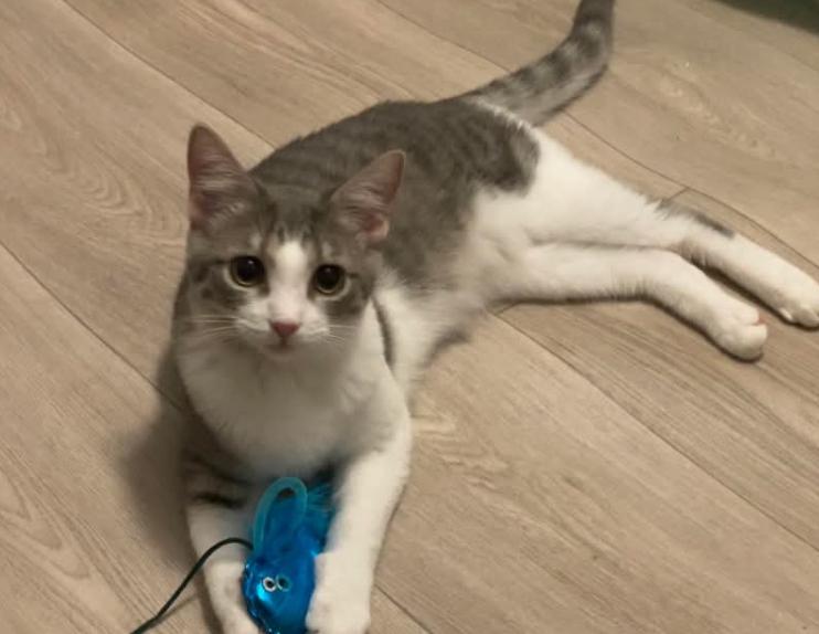 Enlarge Little Maus -April Fool Kitten - Knock Knock (C1), a Adoptable mixed breed in Clarksville, TN image 4/6