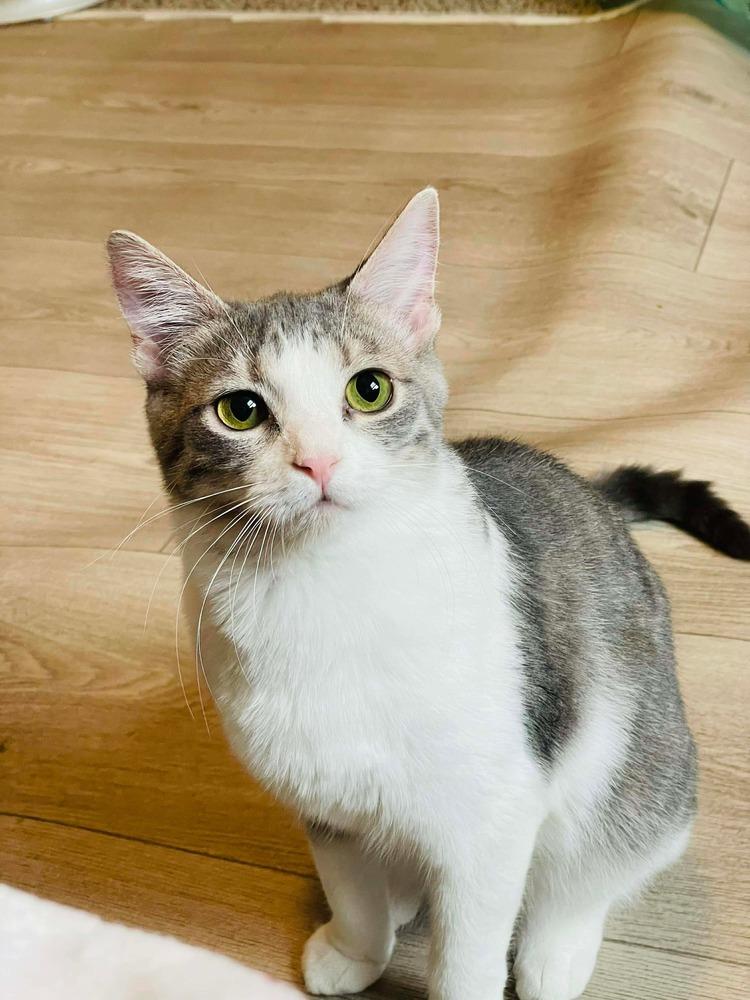 Enlarge Little Maus -April Fool Kitten - Knock Knock (C1), a Adoptable mixed breed in Clarksville, TN image 5/6