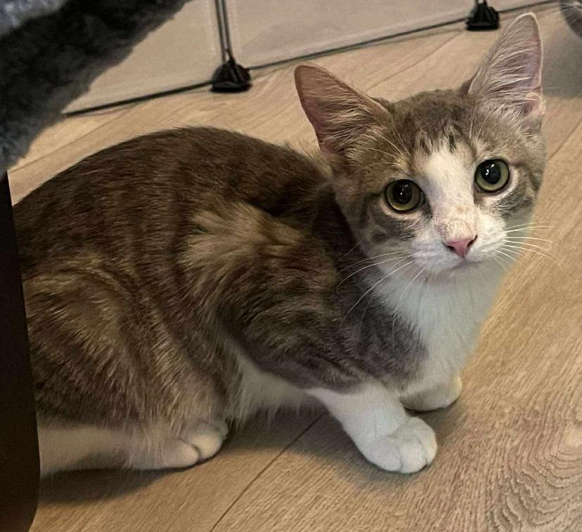 Enlarge Little Maus -April Fool Kitten - Knock Knock (C1), a Adoptable mixed breed in Clarksville, TN image 6/6