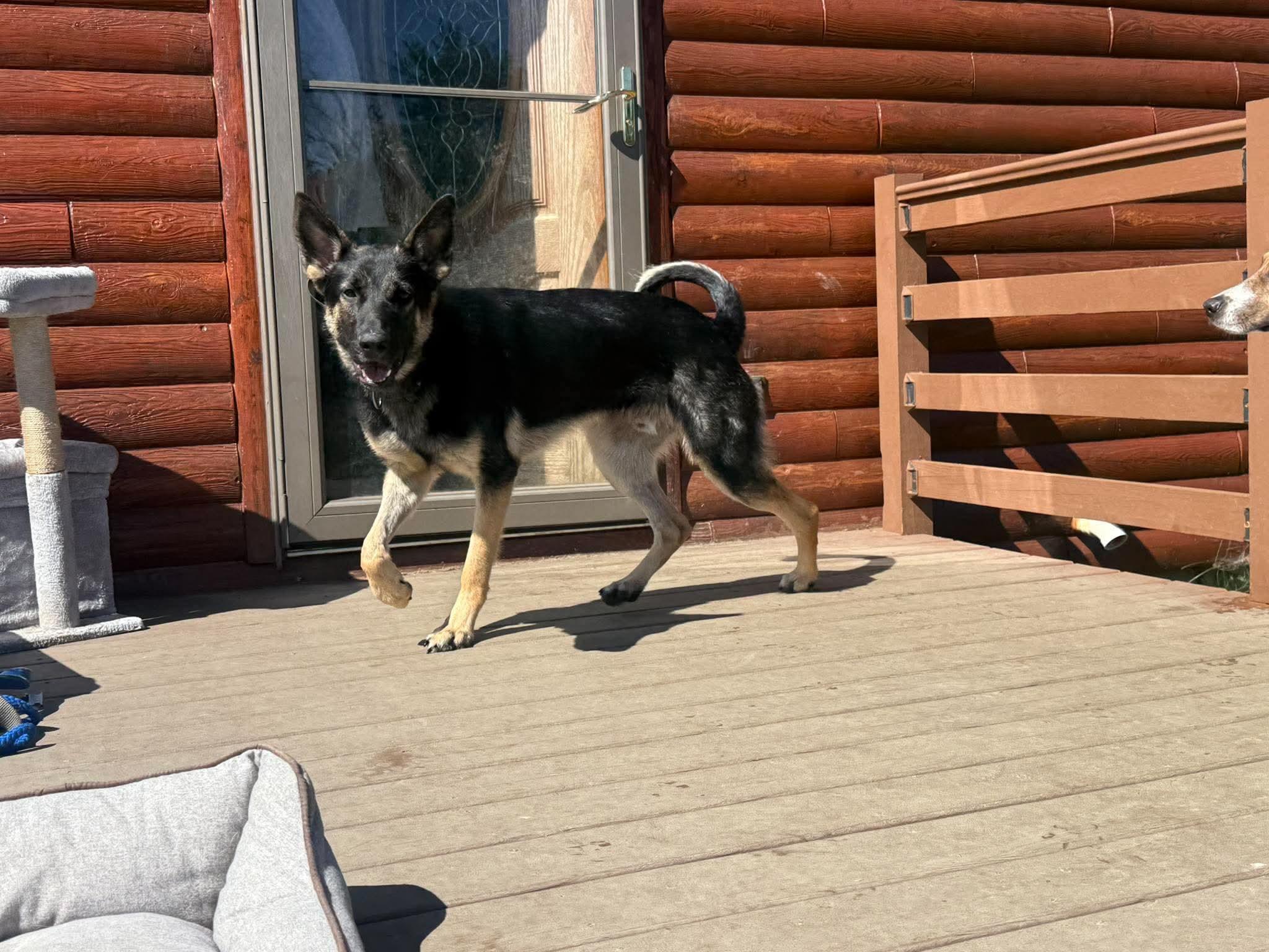 Enlarge Bear, a Adoptable German Shepherd Dog in Randolph Center, VT image 2/2