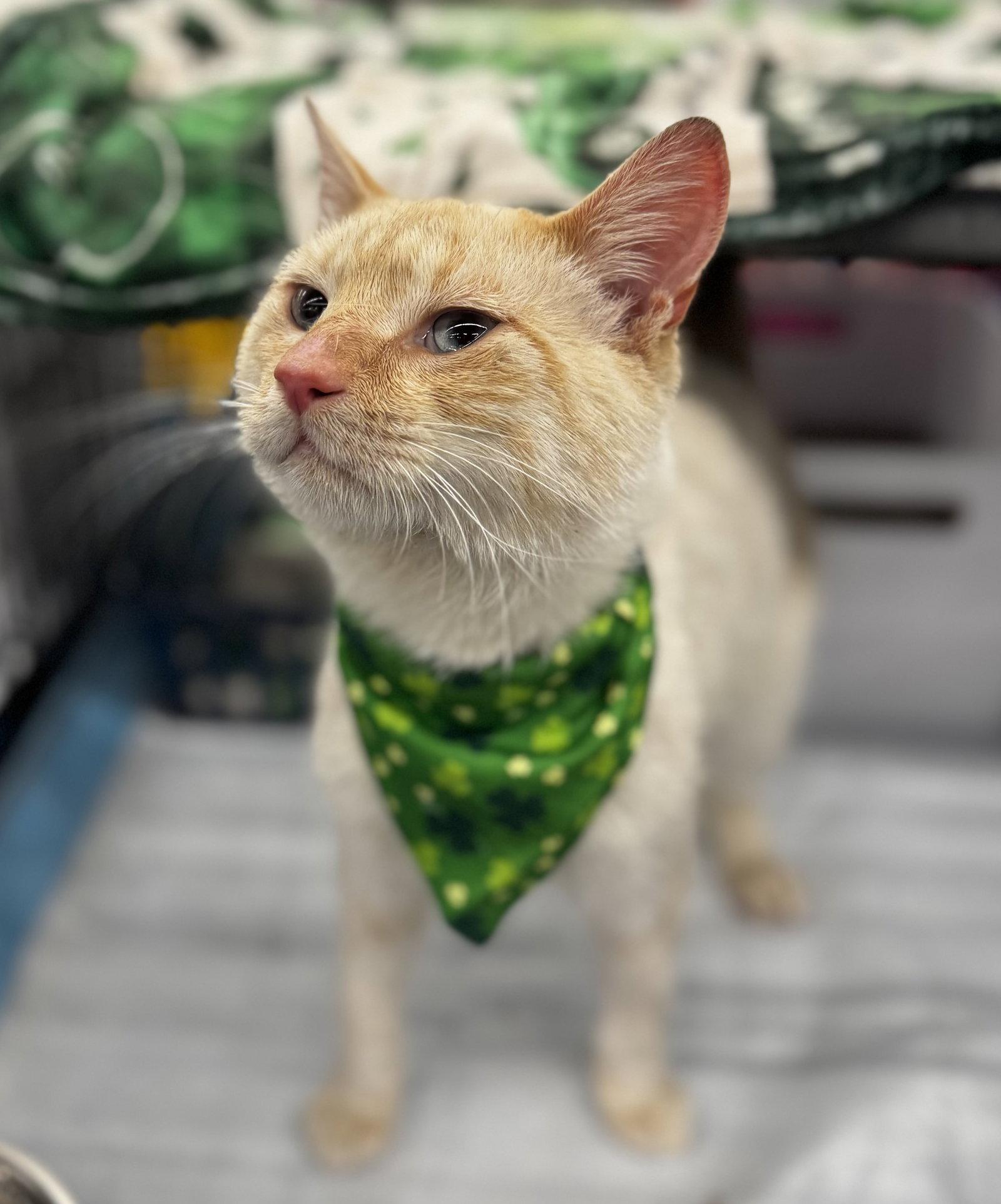 Enlarge Fagan: Siamese (FCID# 03/04/26-29 Middletown PS), a Adopted mixed breed in Greenville, DE image 1/3